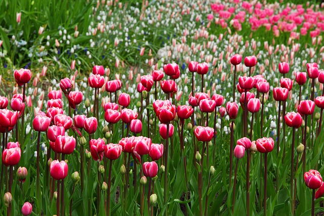 tulipány na zahradě